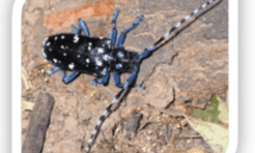 GINVE come strumento contro il tarlo asiatico