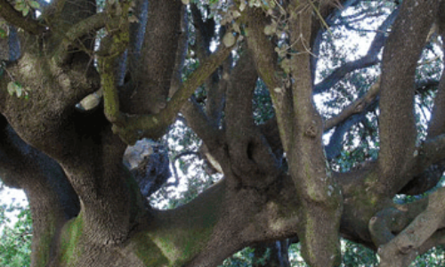 Obbligo di Legge Censimento Alberi Monumentali